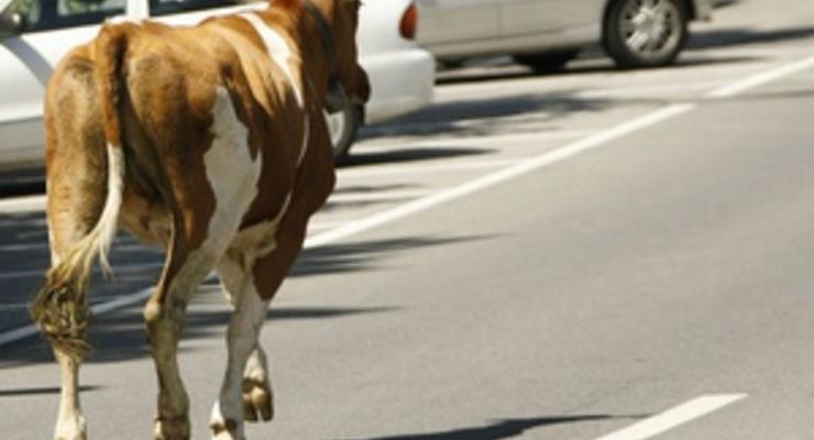 В Киевской области автомобиль врезался в стадо коров: погибли трое животных