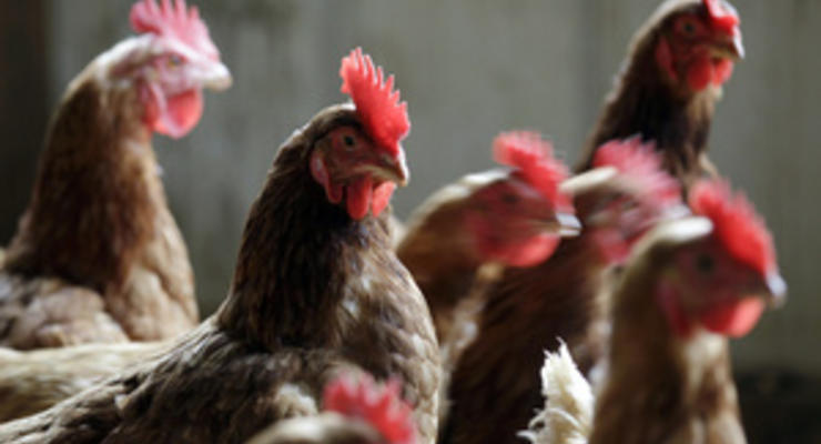 Крупнейший украинский производитель курятины увеличил продажи на 13%