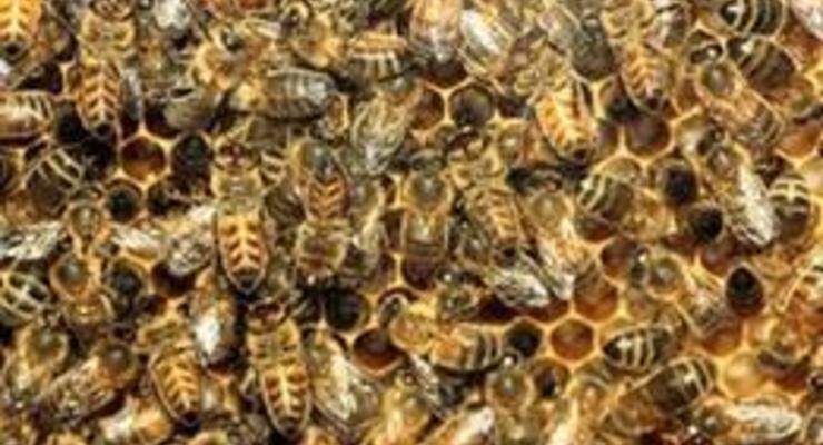 Автостраду в Юте закрыли из-за сбежавших пчел