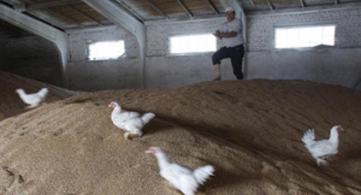 Украина намолотила 50 миллионов тонн зерновых