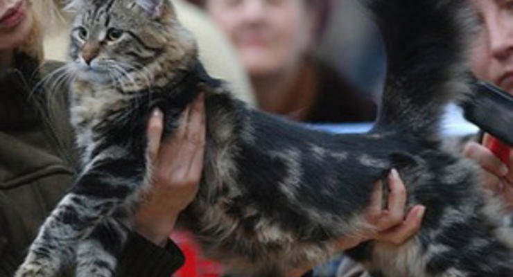 Россиянин получил сотрясение мозга после того, как на него упал 12-килограммовый кот