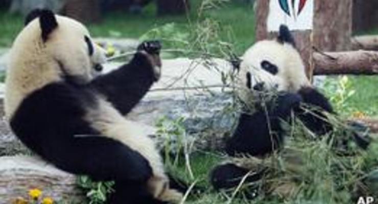 Зоопарк Эдинбурга сажает бамбук в ожидании панд
