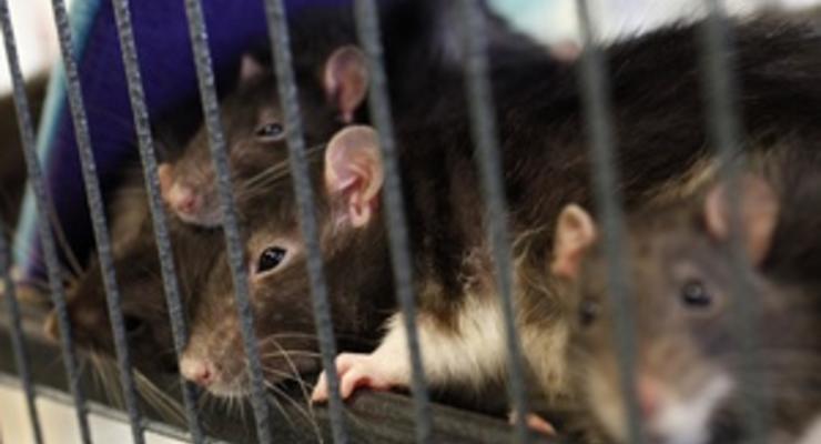 Немецкие защитники животных раскритиковали компьютерную игру из-за убийства крысы