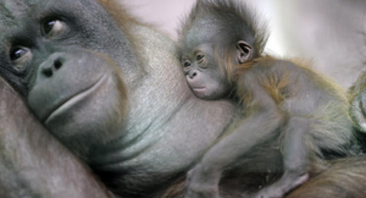Ученые: Приматы стали семейными животными после отказа от ночной жизни