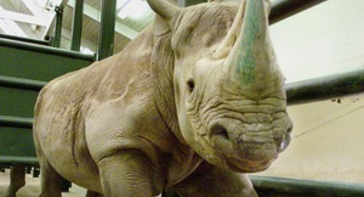 В Европе участились случаи краж рогов носорога