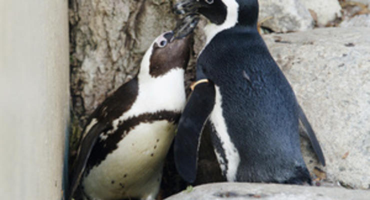 В Торонто разлучат пару пингвинов - геев