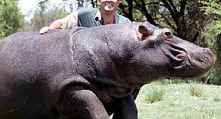 В ЮАР  домашний бегемот убил своего хозяина