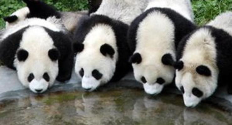 В Китае будут выпускать самый дорогой чай из фекалий панды