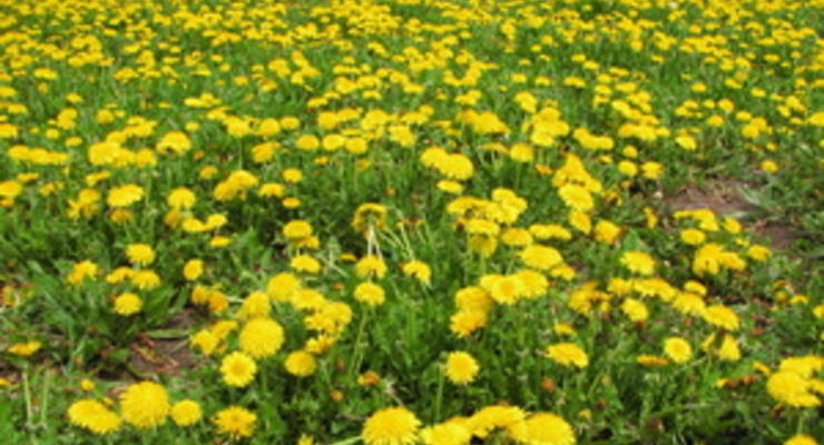 Власти обещают до начала Евро-2012 очистить Украину от пестицидов и гербицидов