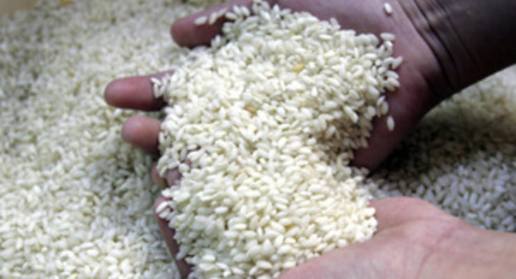 В японском рисе обнаружено повышенное содержание радиоактивного цезия