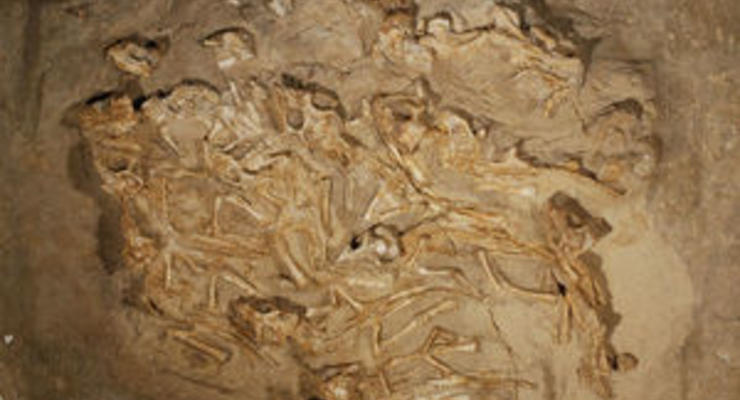 В Монголии обнаружили гнездо с окаменелыми останками детенышей динозавра