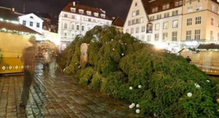 В Таллине второй раз за неделю упала главная рождественская елка