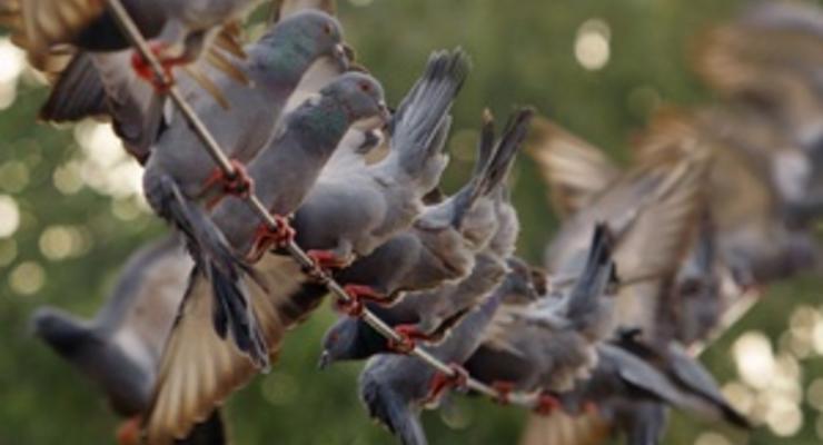 Ученые нашли сходство между голубями и вертолетами