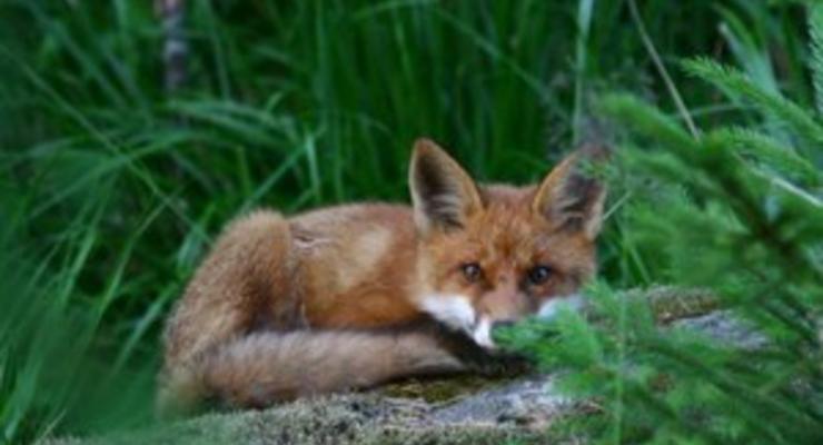 В Тернопольской области в результате укуса бешеной лисы умер мужчина