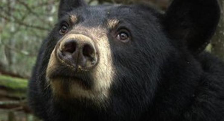 В Сибири мужчина выжил после схватки с медведем и вызвал помощь через смс