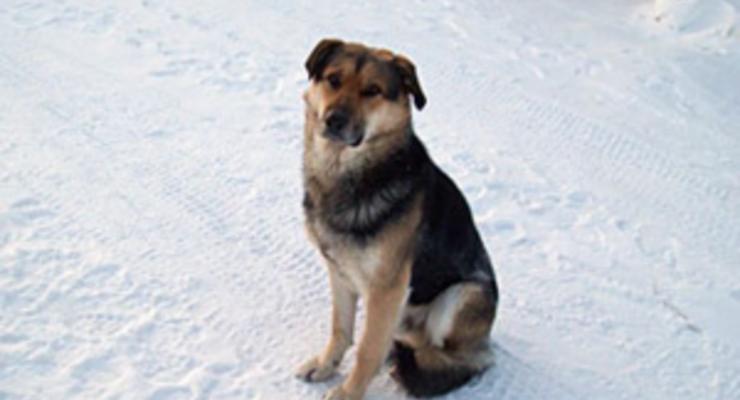 Российскому псу Хатико построят будку на месте гибели его подруги