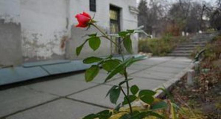 В саду Киево-Печерской Лавры расцвела роза