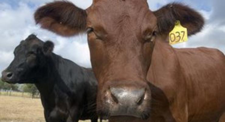 В Житомирской области у коровы и быка обнаружили бешенство