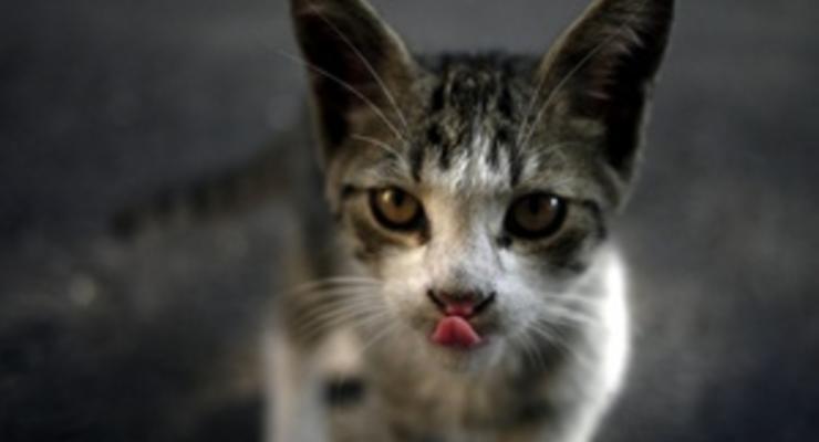 Итальянка завещала десять миллионов евро бродячему коту