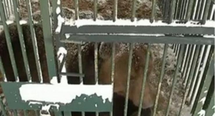 На Закарпатье открыли реабилитационный центр для бурых медведей