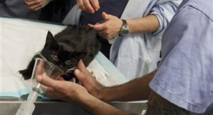 В США кошка стала донором почки