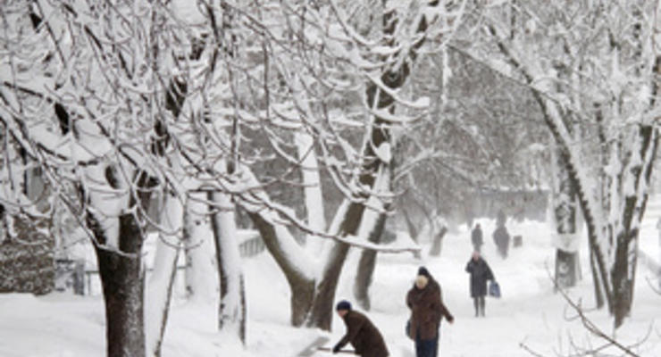 Деревья в Киеве укутают полиэтиленовой пленкой