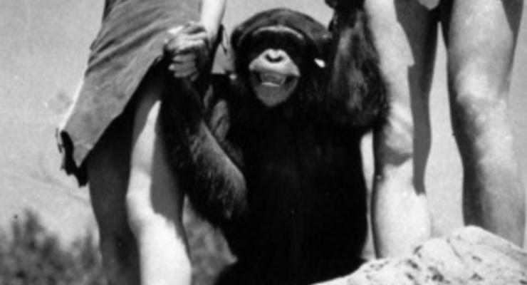В США скончался шимпанзе, сыгравший в фильмах о Тарзане в 1930-х годах