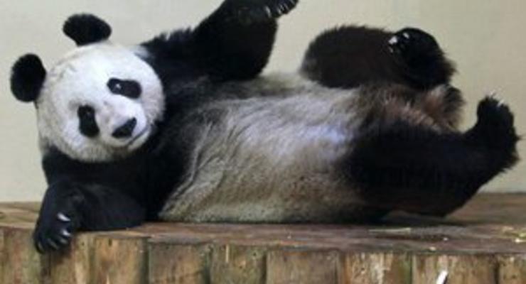 В список Лиц 2011 года по версии Би-би-си попала панда