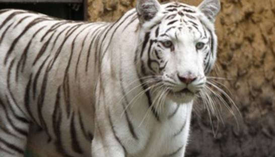 Бенгальская тигрица устроила переполох на улицах мексиканского города