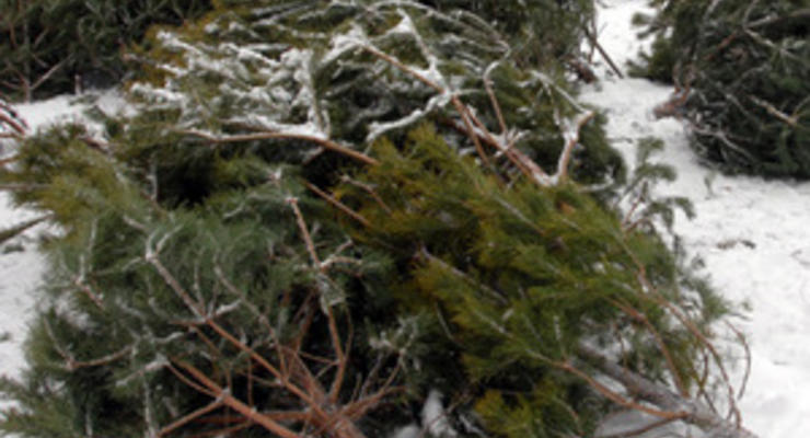 В Киеве сотрудники ГАИ изъяли почти три тысячи елок и сосен