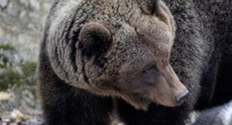 DW: В реабилитационный центр на Закарпатье привезли троих медведей
