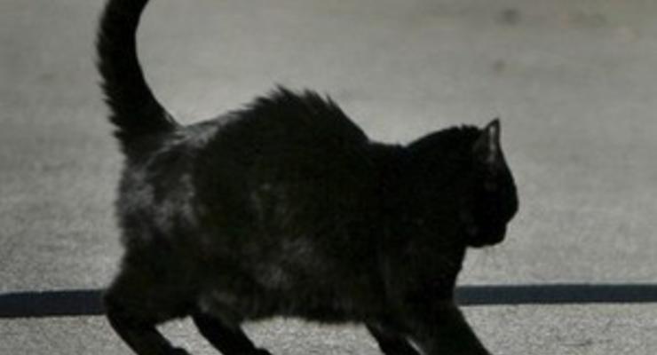 В Житомирской области из-за бешеного кота в одном из сел объявили карантин
