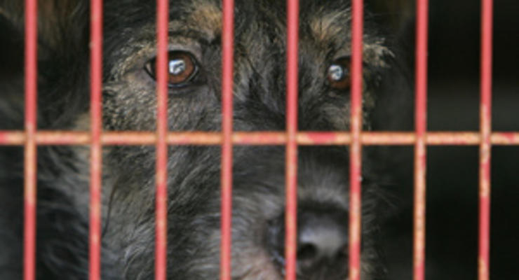 Власти Шри-Ланки отменили запрет на уничтожение бездомных собак