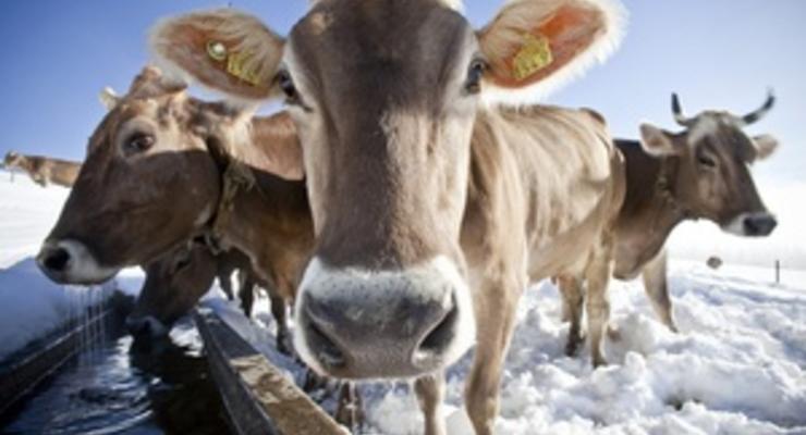 В Якутии из-за сильных морозов коровам надели лифчики