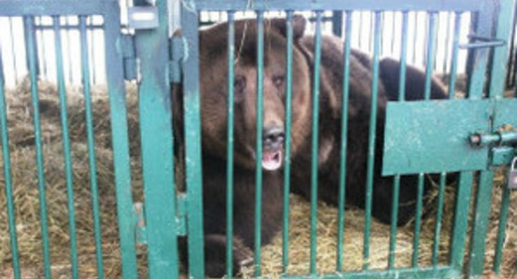 В Украине открывается реабилитационный центр для медведей