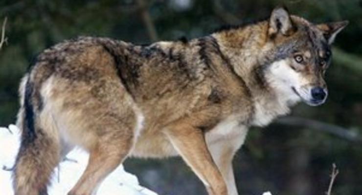 В Тернопольской области бешеный волк укусил за лицо местную жительницу