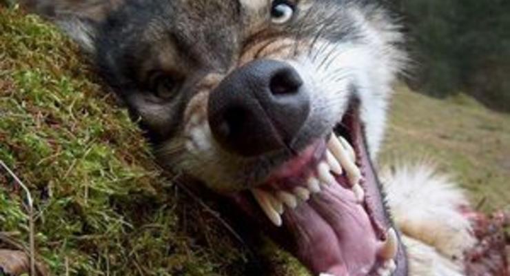 В Запорожской области в туше убитого волка обнаружен возбудитель трихинеллеза
