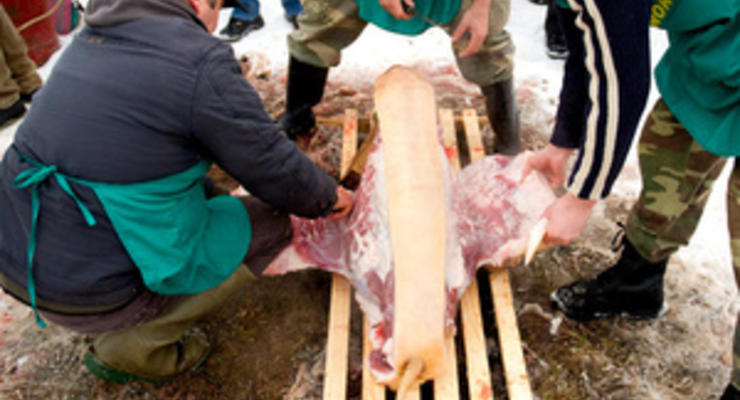 В Закарпатской области соревновались, кто лучше зарежет свинью