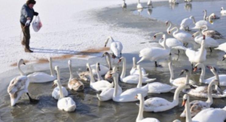 На Буковине спасают почти 180 лебедей, попавших в ледовый плен