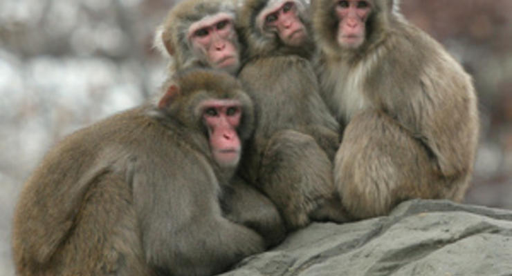 В зоопарке Караганды обезьяны в мороз согреваются вином