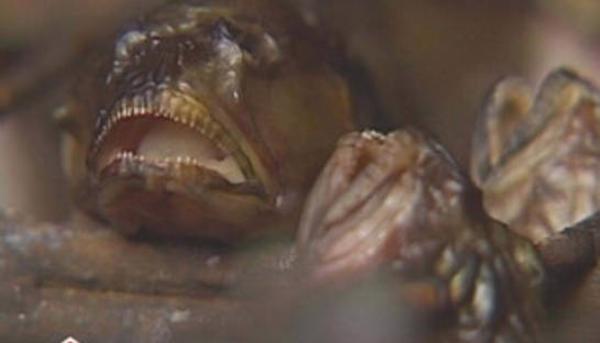 В Кировограде женщина заболела ботулизмом, съев вяленых бычков из супермаркета