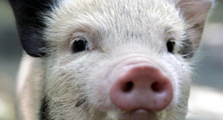 Подложили свинью: купленная британкой миниатюрная свинка превратилась в огромное животное