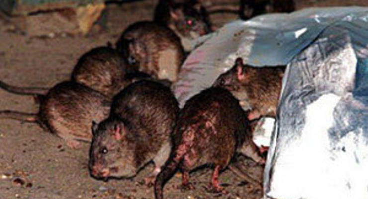 В США выбрали самую страшную крысу нью-йоркского метро
