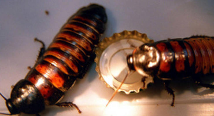 50 пар мадагаскарских тараканов назовут в честь влюбленных россиян