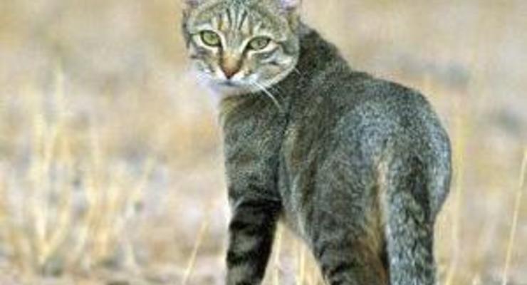 В Херсонской области бешеная кошка напала на двух женщин