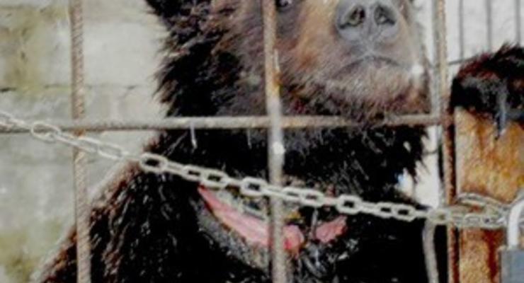 В Луганске хозяин медведя Потапа напал на журналистов
