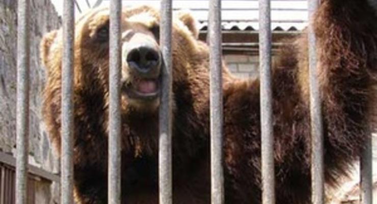 В Черкасском зоопарке родились трое медвежат