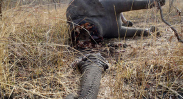 В национальном парке Камеруна убили сотни слонов