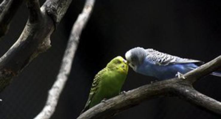 В Ковеле из зоомагазина похитили 32 попугая