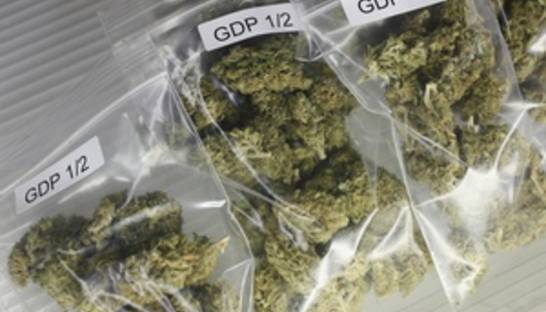 В одном из американских штатов пройдет референдум о легализации марихуаны
